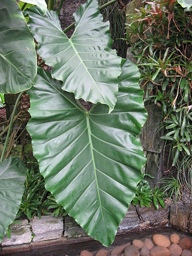 Philodendron speciosum